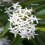 PREMIUM HIGHLY SCENTED REED DIFFUSER REFILLS - Jasmine Fragrance