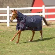 TuffRider 1200 D Comfy Winter Medium Weight Turnout Blanket W/ Detachable Neck 2