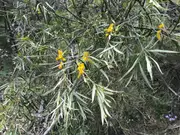 Buy Raspberry Jam Wattle Trees (Acacia acuminata)