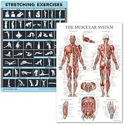 2 Pack Stretching Exercises and Muscular System Anatomy Poster Set - Laminated 2 Chart Set - Stretching Workout Routine & Muscle Anatomy Diagram [DARK] (LAMINATED, 18” x 24”)