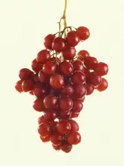 Buy Grape Flame Seedless (Fruits Early) Vines (Vitis vinifera)