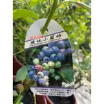 ★ 逗花枝玩 ☆  水果苗 暖地小藍莓 6吋