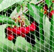 Bird Proof Netting Fruit Trees Vegetables 4m x 4m WHITE 5 mm Aperture Mesh Net