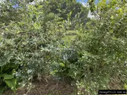 Buy Blueberry Biloxi Tree - Vaccinium corymbosum