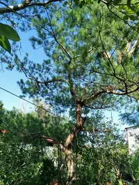 在飛比找Yahoo!奇摩拍賣優惠-元茂園藝龍潭園區 大型/五葉松 塑型庭園樹/足三十年盆栽