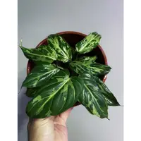 在飛比找蝦皮購物優惠-斑葉錦緞蔓綠絨Philodendron Gloriosum(