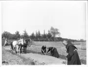 Monks Farming Stony Ground At Mission Santa Barbara 1901-1904 Cal - Old Photo