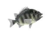 Rock Bream, Bass, Fish, Realistic Toy Figure, Model, Replica, 7" CH381 BB142
