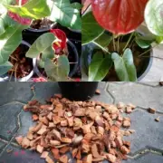 Coconut Husk Chips Anthurium Orchids Organic Growing Dry Media Fiber 100%Natural