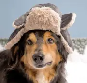 New Bark Box Rare HTF “ Mishka’s Warm Winter Hat “ Dog Toy Toboggan Hat