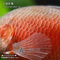 在飛比找PChome商店街優惠-【AC草影】澳洲火焰鬥魚（對魚）【一對】