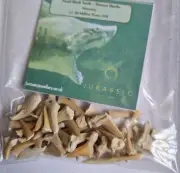 Bag Of Fossil Shark Teeth - Morocco - A Favourite With Kids