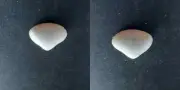#0041 Tivela Isabelleana D'Orb, La Paloma Rocha Uruguay, 30mm Clam shells