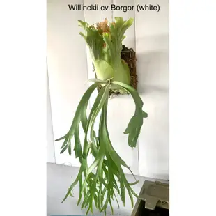 白毛高冠波哥鹿角蕨 P.willinckii cv borgor (white)泰國母本 穩根好養 一物一拍