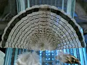 Mature Minnesota Ruffed Grouse Feathers - Tail Fan Wings Body Plumage Gray Color