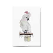 Salmon Crested Cockatoo Exotic Bird Wall Art