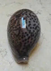Cypraea pantherina F+++natural glossy red sea 87mm nice panther cowry Cypraeidae
