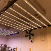 Spider 1000W Full Spectrum Most Efficient Grow Light Commercial Grade Led Lamp