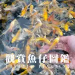 50魚-幼魚舖觀光魚場： 綜合錦鯉苗區參觀門票/平價錦鯉