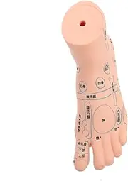1Pc Foot Acupoint Teaching Model Durable Foot Massage Reflection Area Model for Physiotherapy and Education for Nursing and Health Schools