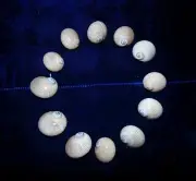 TWELVE (12) NATICA LINEATA WHALE EYE SEA SHELLS UPTO 1" DECOR CRAFT A2