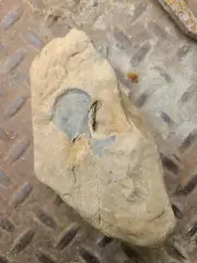 Fossil, W/shell Shape incased