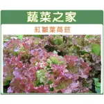 蔬菜之家滿額免運【00A44】大包裝紅葉皺葉萵苣種子35克(廣東萵)