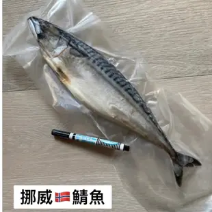 [海時代] 薄鹽挪威鯖魚/400~450g/鯖魚/鯖魚片/整尾鯖魚/挪威鯖魚/鯖魚頭/