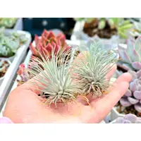 在飛比找蝦皮購物優惠-夏天ㄉ店【空氣鳳梨】海膽 Tillandsia fuchsi