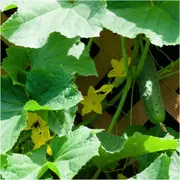 Cucumber - Spacemaster seeds