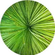 QPuzzles 260 Piece Round Jigsaw Puzzle - Aussie Grass Tree