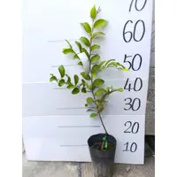 在飛比找蝦皮購物優惠-🌱五十蜜棗 棗子 棗 棗子苗 嫁接苗 水果苗 批發 零售【新