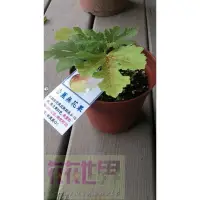 在飛比找蝦皮購物優惠-水果苗-果苗-果樹苗- ［香蕉無花果 ］-5-6吋盆-花花世