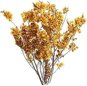 KRDPMV Dodonaea Viscosa Dried Flower Arrangement for Home Decor and Events, Light Yellow, as described