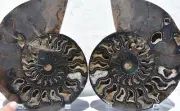 RARE 1-n-100 BLACK Ammonite PAIR Deep Crystal 110myo FOSSIL XL 205mm 8.2" 3190xx