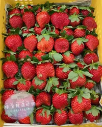 在飛比找Yahoo!奇摩拍賣優惠-免運 🚛 2.5斤裝 大湖草莓香水草莓 豐香草莓
