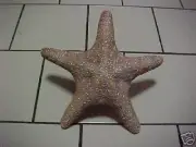 Jungle STARFISH (real) Christmas Tree Topper 8-9"