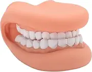 28 Teeth Mouth Puppet with Tongue, Silicone Bjorem Speech Sound Cue Cards Treatment, Demonstration Teeth Model for Kids Teaching