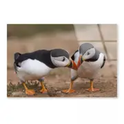 Atlantic Puffin Cliffs Print 100% Australian Made 150 x 100cm (Acrylic)