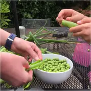 Pea (Shelling) - Greenfeast seeds