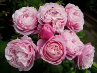 在飛比找Yahoo!奇摩拍賣優惠-美里的玫瑰色之歌Chant Rose Misato。悠遊山城