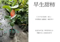 在飛比找Yahoo!奇摩拍賣優惠-心栽花坊-早生甜柿/4吋/嫁接苗/柿子/售價300特價250