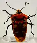 38mm Real Spotted Stink Bug in Clear Lucite Resin Preserved Insect Taxidermy