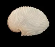 Sea shells Argonauta argo 141.2mm. Aquarium Decoration Products