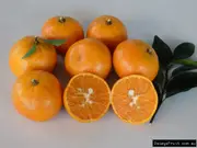 Dwarf Mandarin Honey Murcott Tree - Citrus reticulata