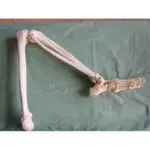 可開發票 成人比例人體下肢模型 人體腳骨 腿骨模型 模擬人體腳模型 人體骨骼 下肢標本 教學教具模型AREX客滿來