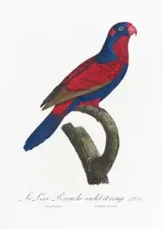 Plate No. 55 Red-and-Blue Lory History of Parrots by Francois Levaillant Repro