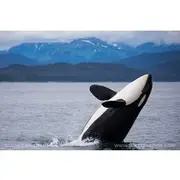 Save 5.00%! Whale-watching, Icy point, Hoonah , whales, Orca, killer-whales.