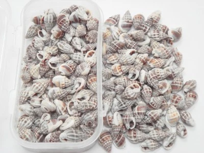 200 PCS TINY SMALL NASSARIUS SEA SHELL BEACH DECOR CRAFT