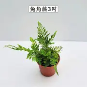 【Gardeners】兔角蕨 3吋盆 -1入(室內植物/綠化植物/蕨類植物)